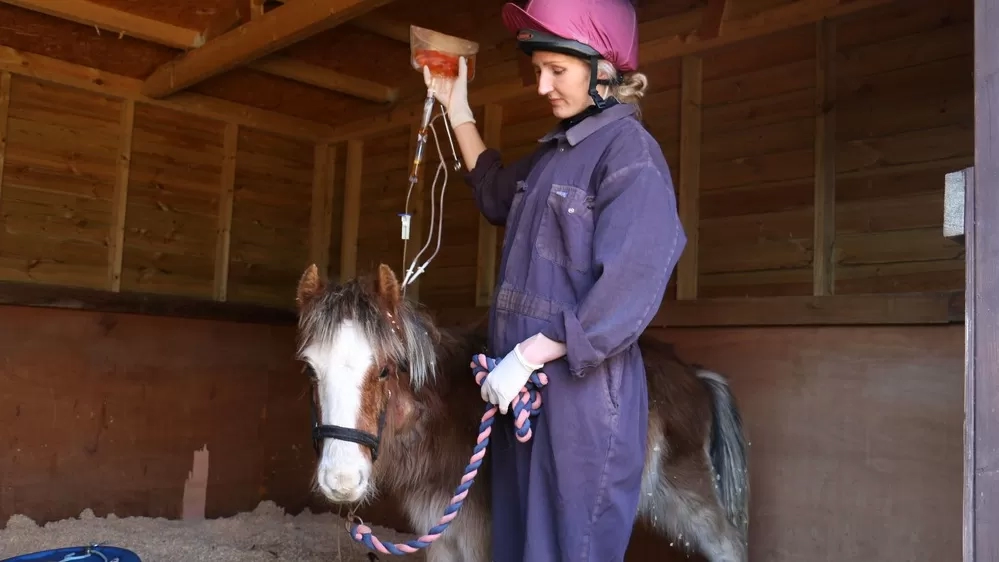 A pony receiving fluids standing with a vet nurse