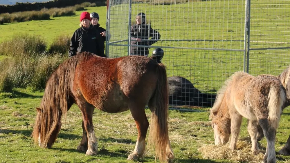 Redwings rescue team standing next to pen sections assess ponies on Gelligaer common.