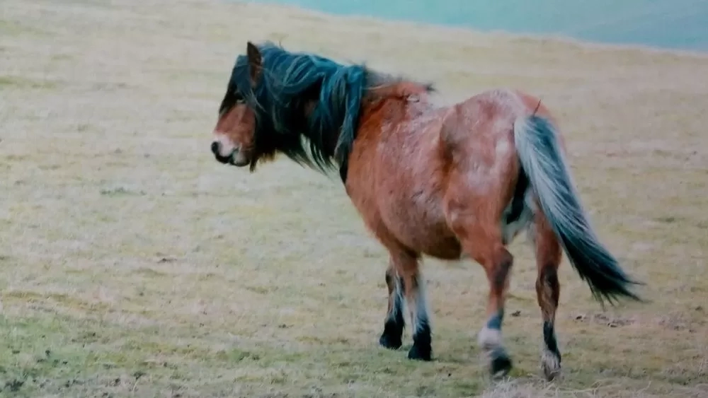 A brown pony called Delta is photographed on the ponies looking thin.