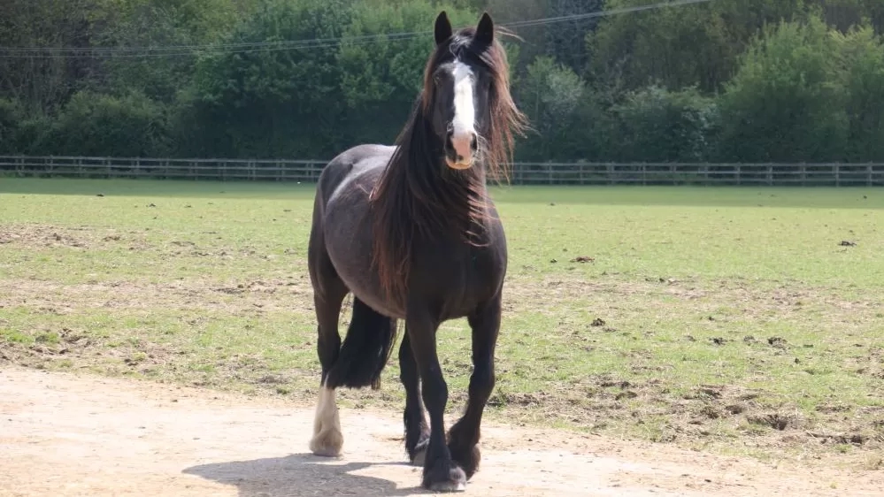 Black pony Kanzi is pictured trotting in his paddock.