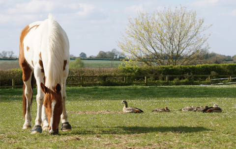 Horse with ducks in a field