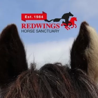 A picture of a pony's ears with the Redwings 40th anniversary logo