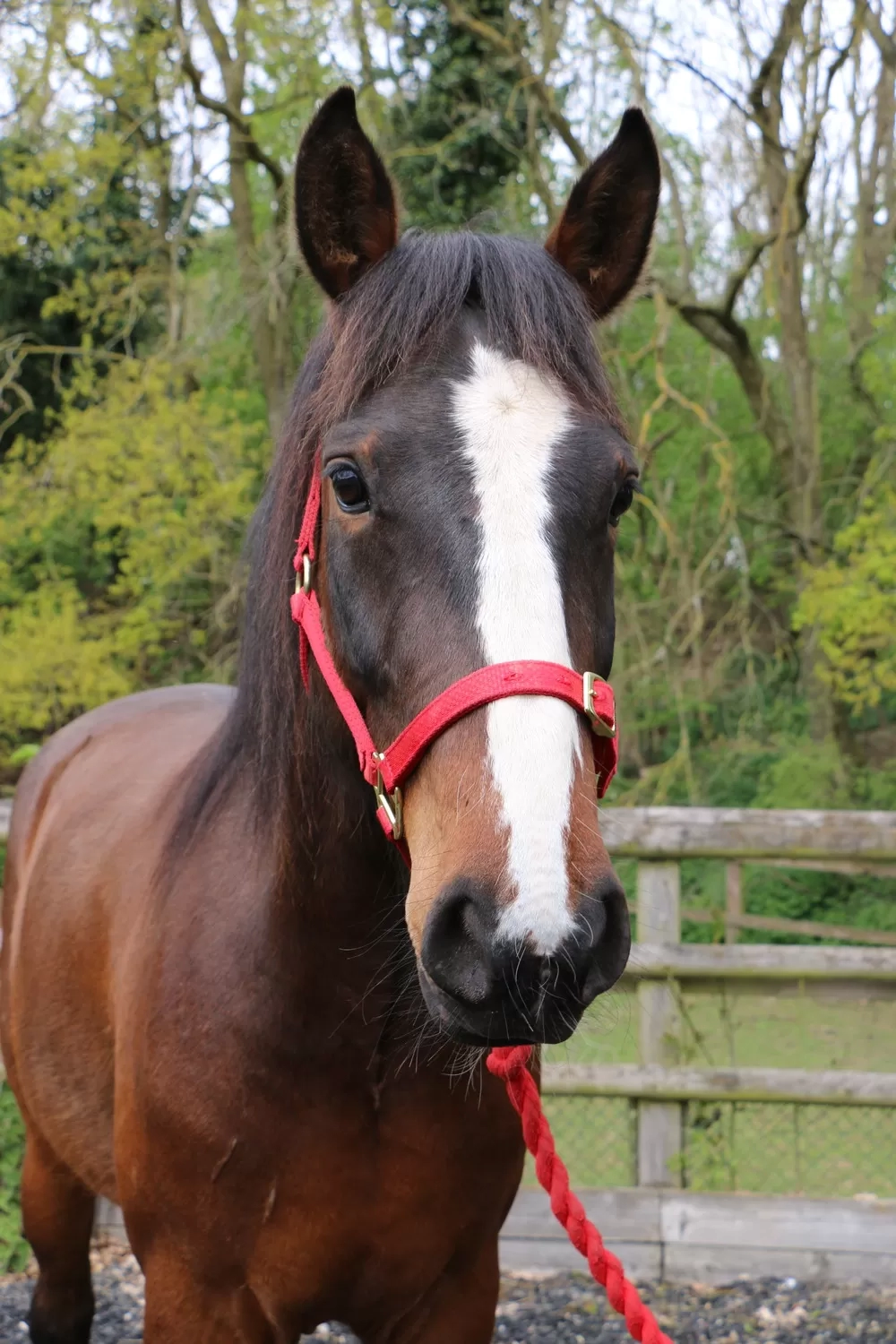 Portrait of Spirit - bay horse, with a white blaze and a red headcollar 