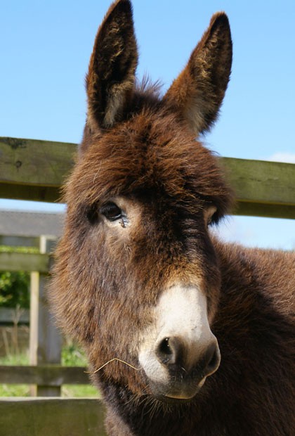 Adopt Maya  Redwings Horse Sanctuary