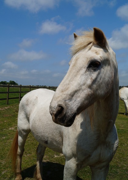 Redwings Horse Sanctuary - Strike a pose Sampson! It's your turn to be  Adoption Star of the Month! ⭐ ❤️ #CuteFridayPhoto Super cute Sampson lives  at Redwings Caldecott in Norfolk and you