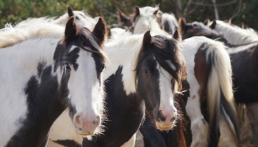 Welfare Corner: Who are the Welfare team? | Redwings Horse Sanctuary