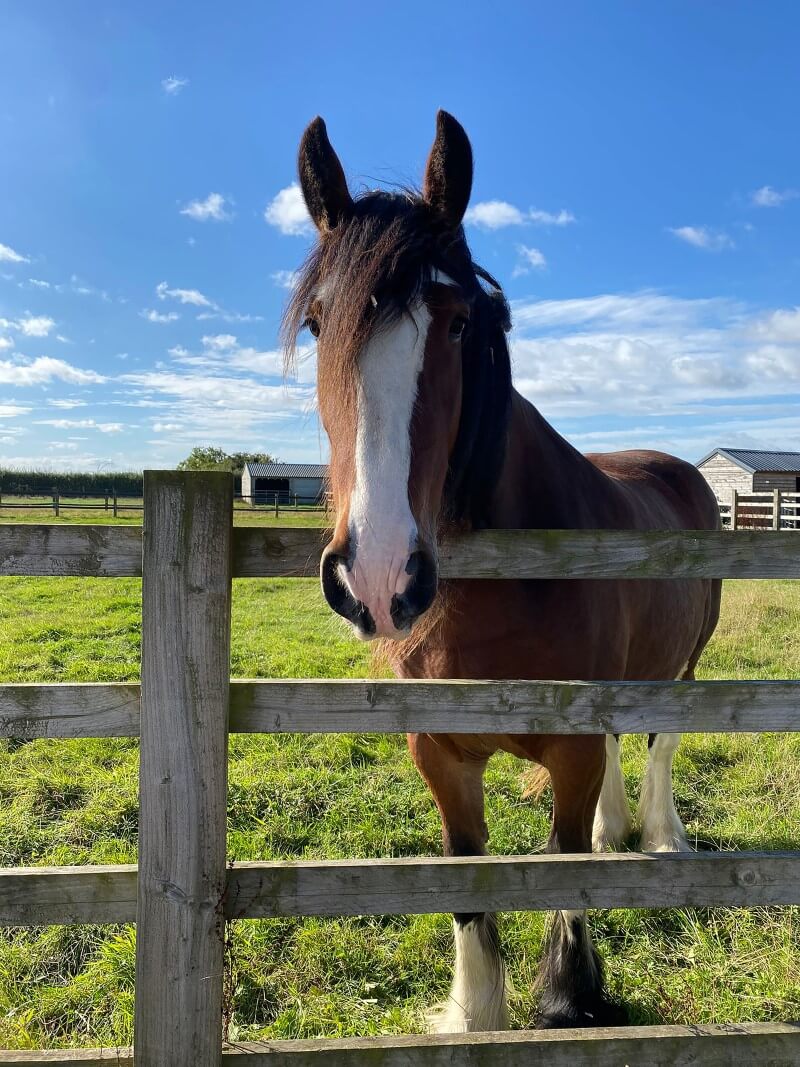 Adopt Maya  Redwings Horse Sanctuary