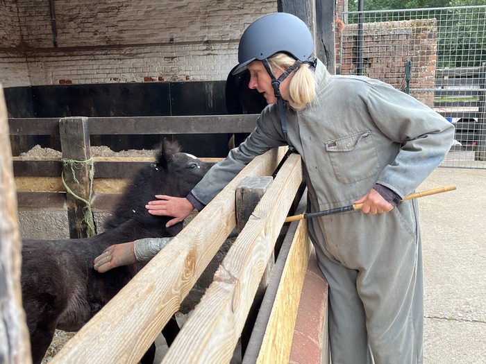 Ruby's Recovery - Part Two | Redwings Horse Sanctuary