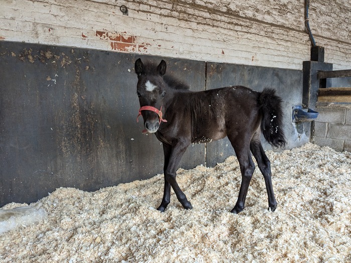 Ruby's Recovery - Part One | Redwings Horse Sanctuary