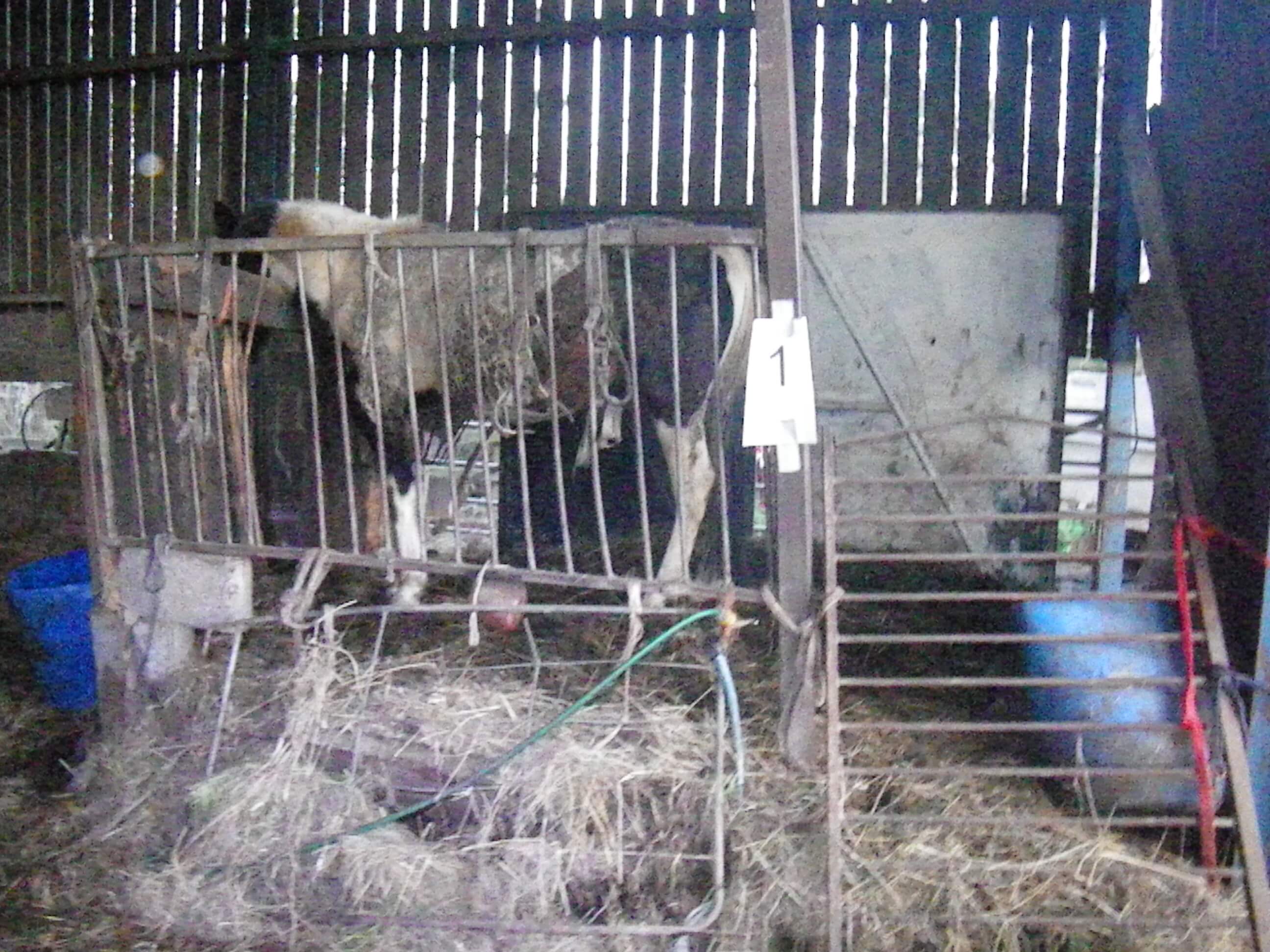 Lifetime ban for woman involved in huge case at Surrey farm | Redwings  Horse Sanctuary and Equine Veterinary Centre