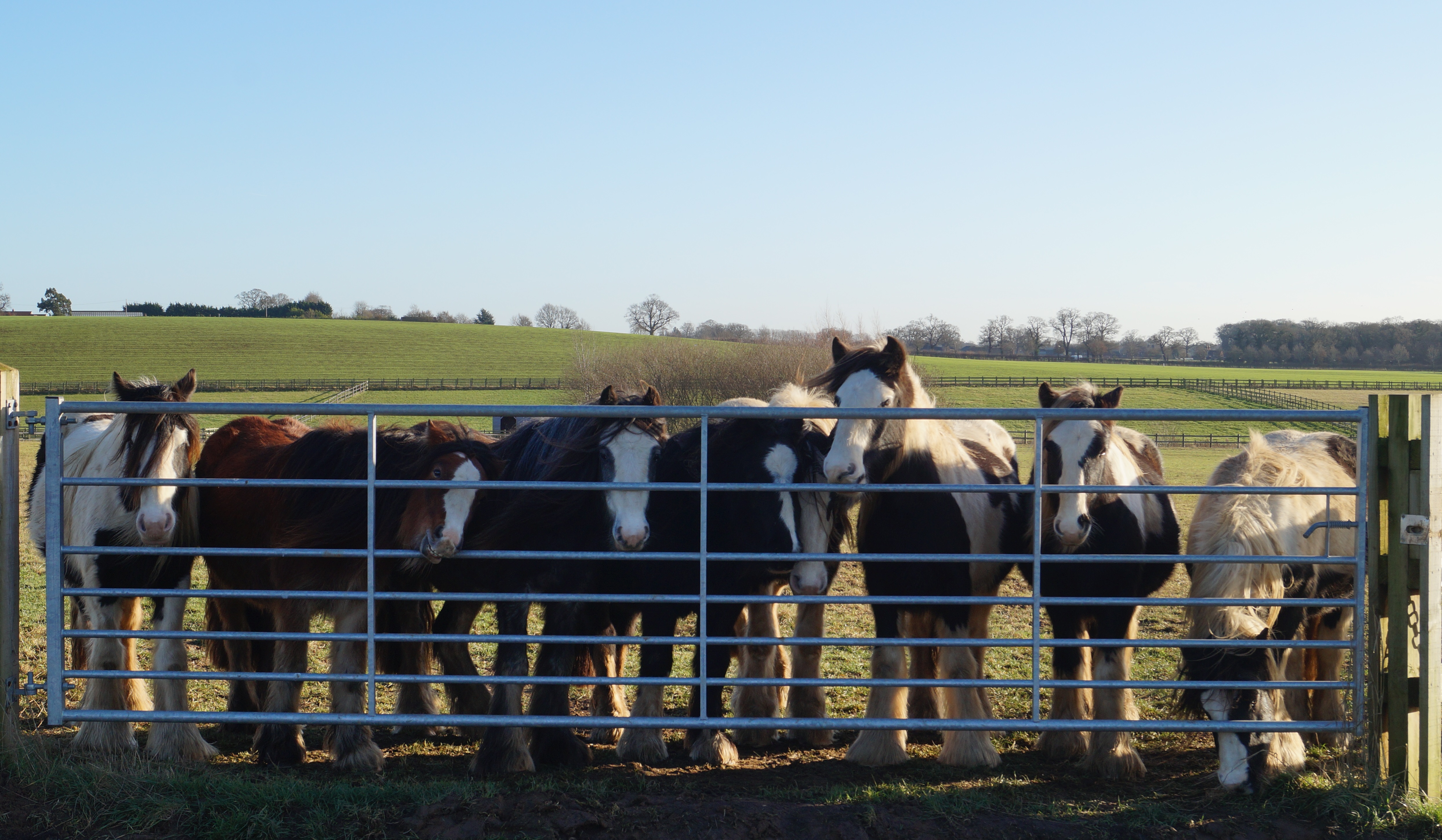 Ponies lined up at the fence