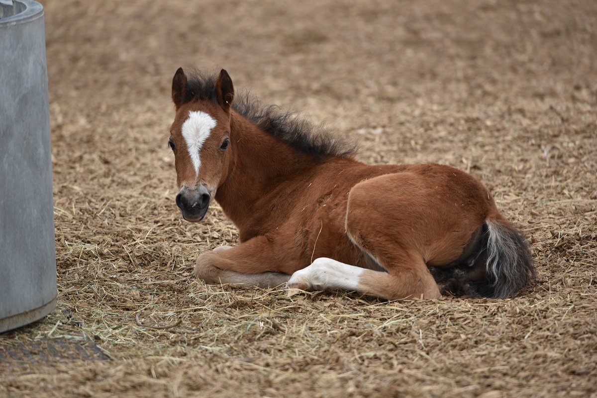 Picture of a young foal