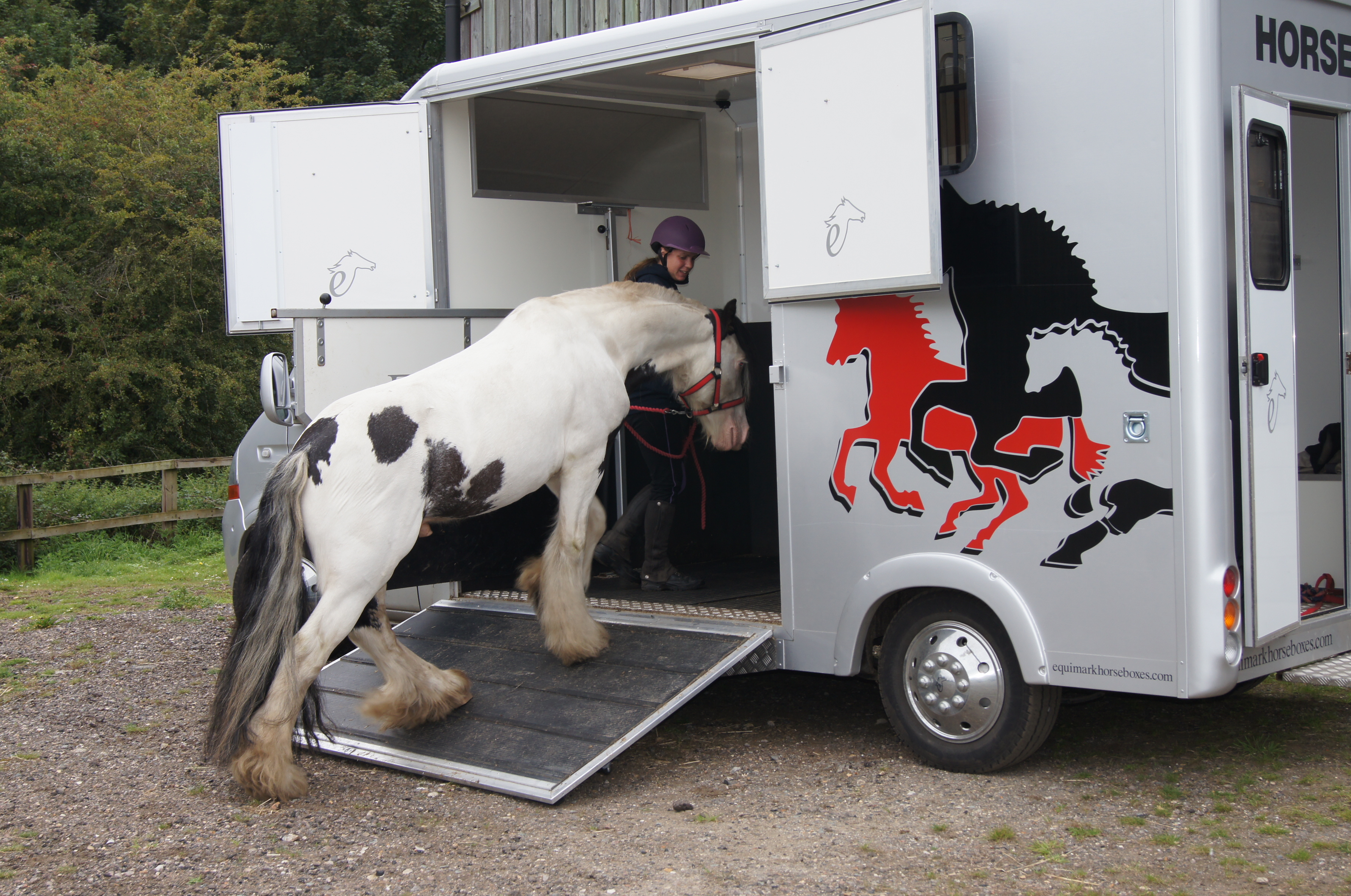 A horse being loaded on to a horse lorry