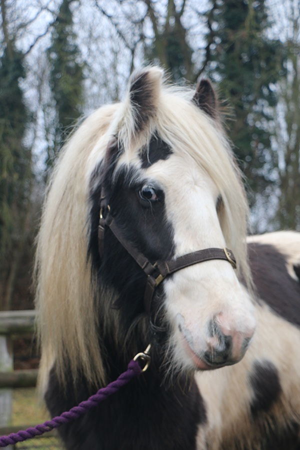Redwings rescue pony Noah being rehomed 