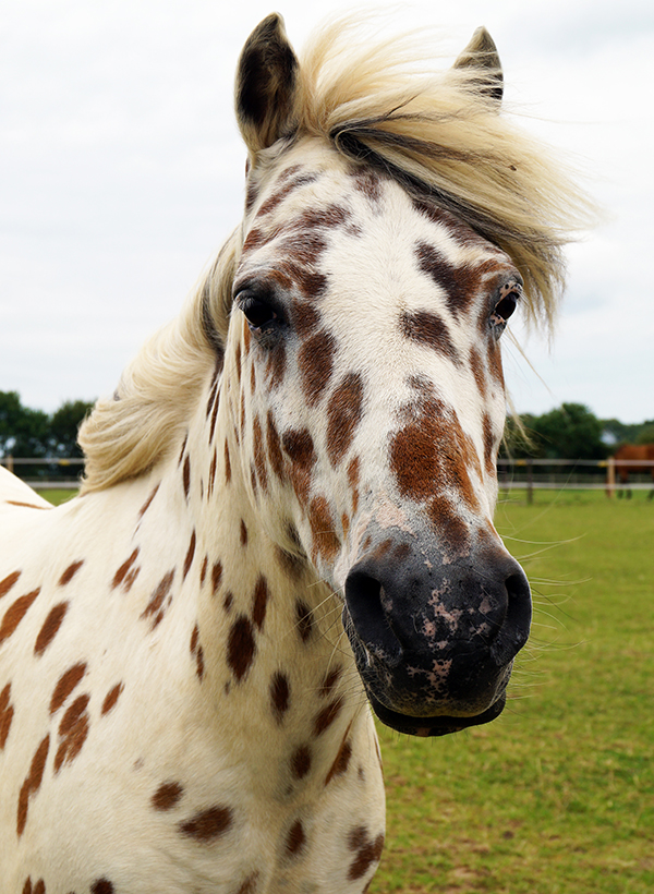 Redwings Horse Sanctuary launches new Adoption Star Cookie