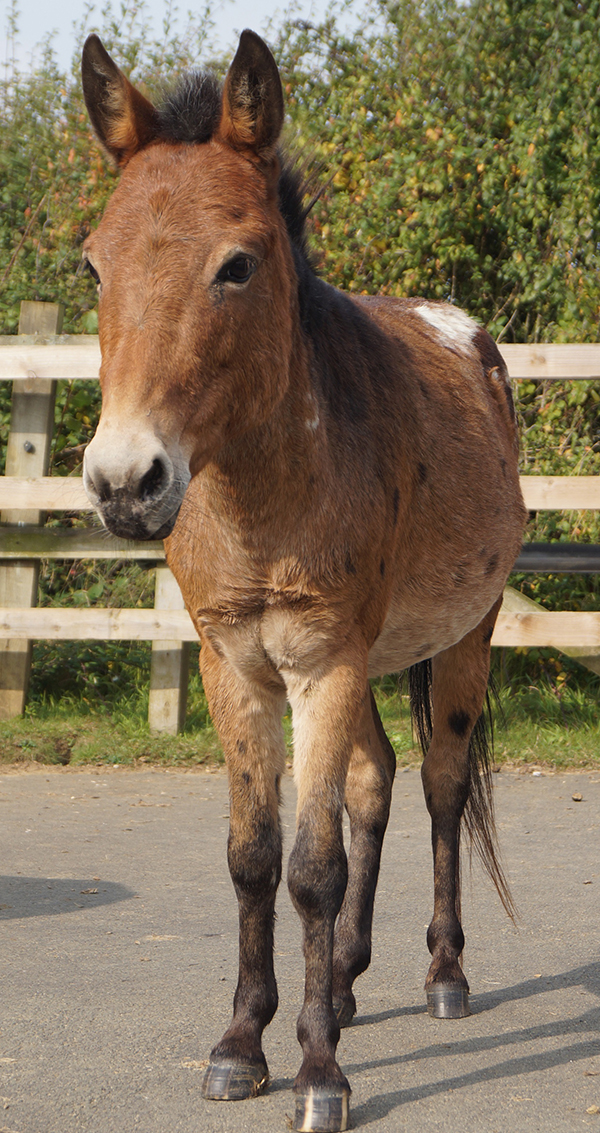 The life of Riley | Redwings Horse Sanctuary