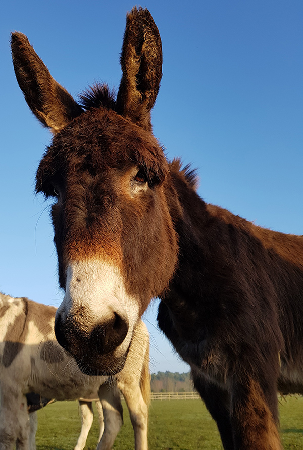 Redwings rescued donkey Addison rehomed to dinosaur park