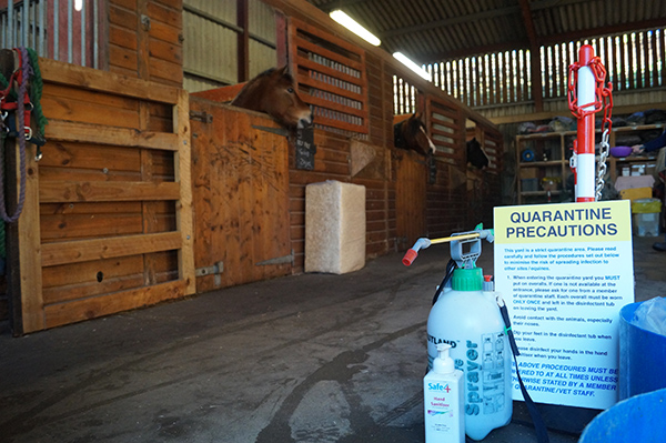 Are you affected by a strangles outbreak? | Redwings Horse Sanctuary