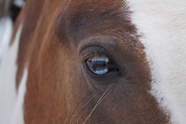 Control of Horses Act