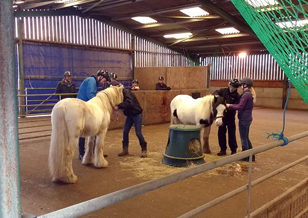 Helping local authorities tackle fly-grazing | Redwings Horse Sanctuary - Incorporating Training Sessions To Reduce Grazing