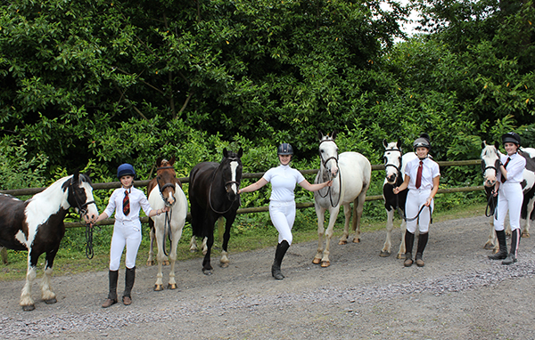 Redwings ponies are top of the class in new home | Redwings Horse Sanctuary