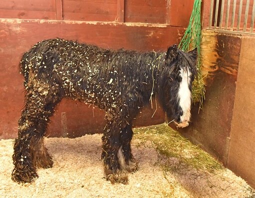Rescue young filly, Fig