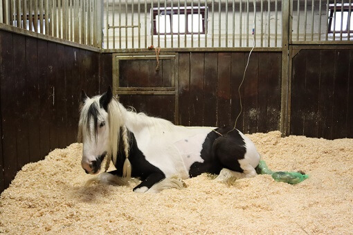 Coral, a 9.2hh piebald mare,