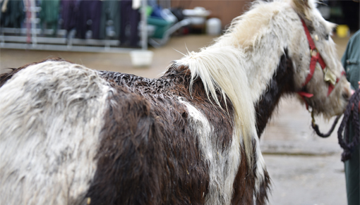 Emaciated mare that Redwings seized on welfare grounds