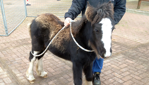 Bella's foal Arabella following her rescue