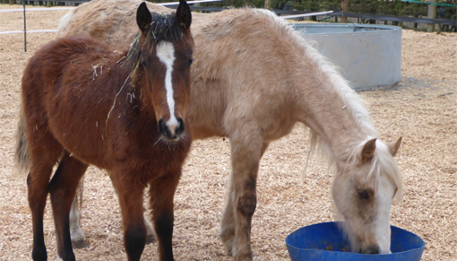 Savannah and her mum Holly following their rescue