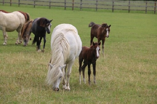 Mum and foal in their paddock