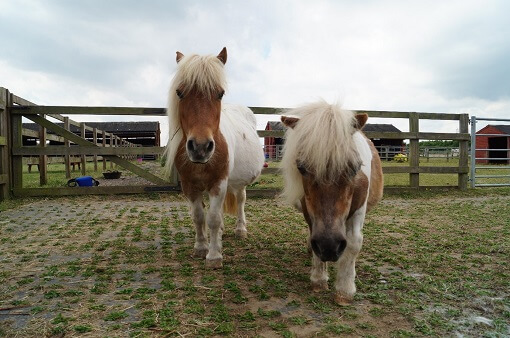 Binky and Betty mare and foal