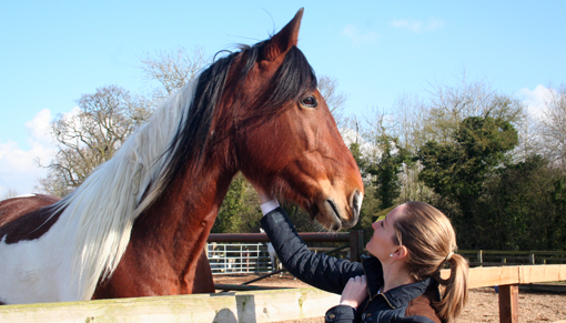 Lady strokes brown horse