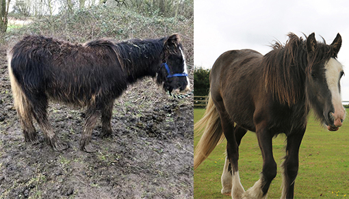 Matilda pictured (L) when rescued and now today (R).