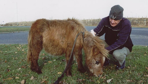ampson with Redwings vet Nic de Brauwere when he was rescued.