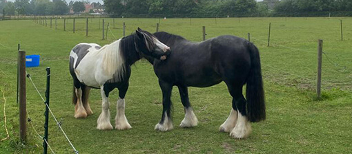 Dot and Chocci enjoying a mutual groom