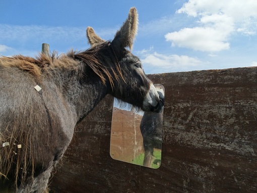 Having a stable mirror provides positive welfare experiences