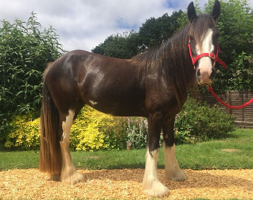 Young cob Violet