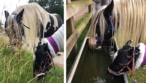 Mildred teaching Phoenix how to graze and drink from a water tank