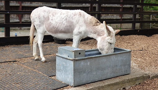 Horse drinking water