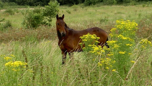 Horse in a ragwort field