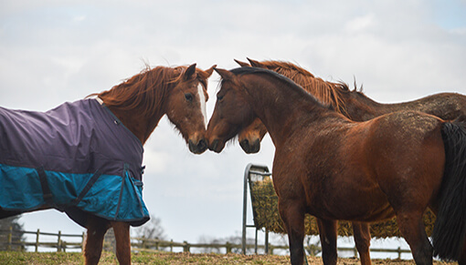 Zac will have a safe home at Redwings for life.