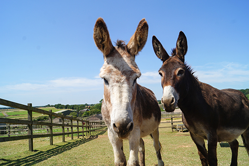 Dashing donkey duo Wiggins and Wacko