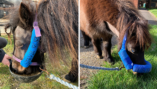 Stevie is coping very well after his operation thanks to his adapted head collar!