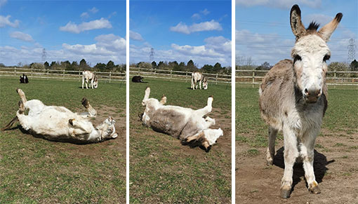 Benny at Redwings Caldecott adores a dusty roll!