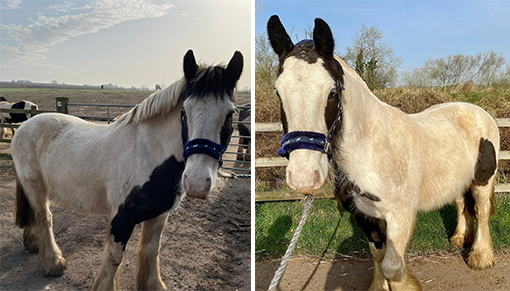 Amigo before and after his mane trim.