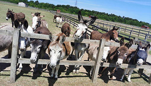 The donkeys at Redwings Caldecott are already lining up to see you!
