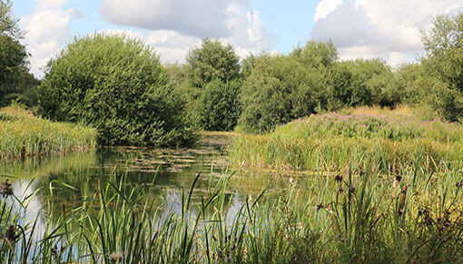 Just one of the wildlife ponds you can explore at Redwings Aylsham.