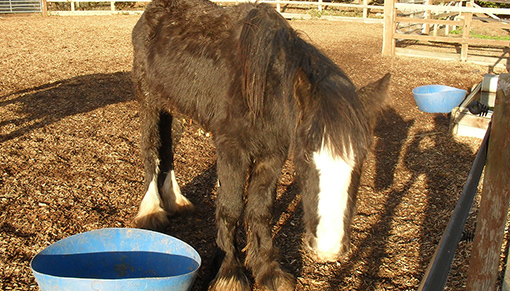 Mocha shortly after his rescue.