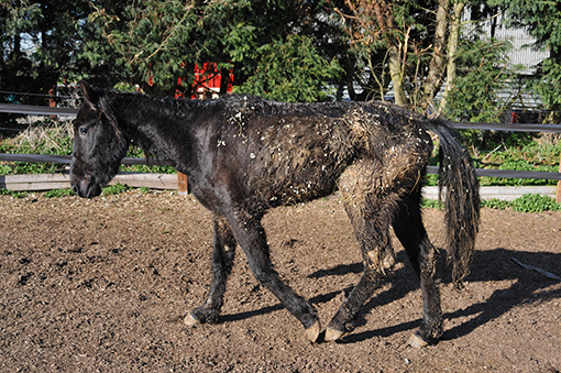 This is Kensington, who was rescued in 2009